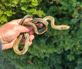 Juvenile Thai Yunnan Beauty Ratsnake (Male 2)
