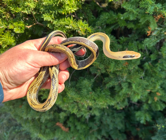 Juvenile Thai Yunnan Beauty Ratsnake (Male 2)