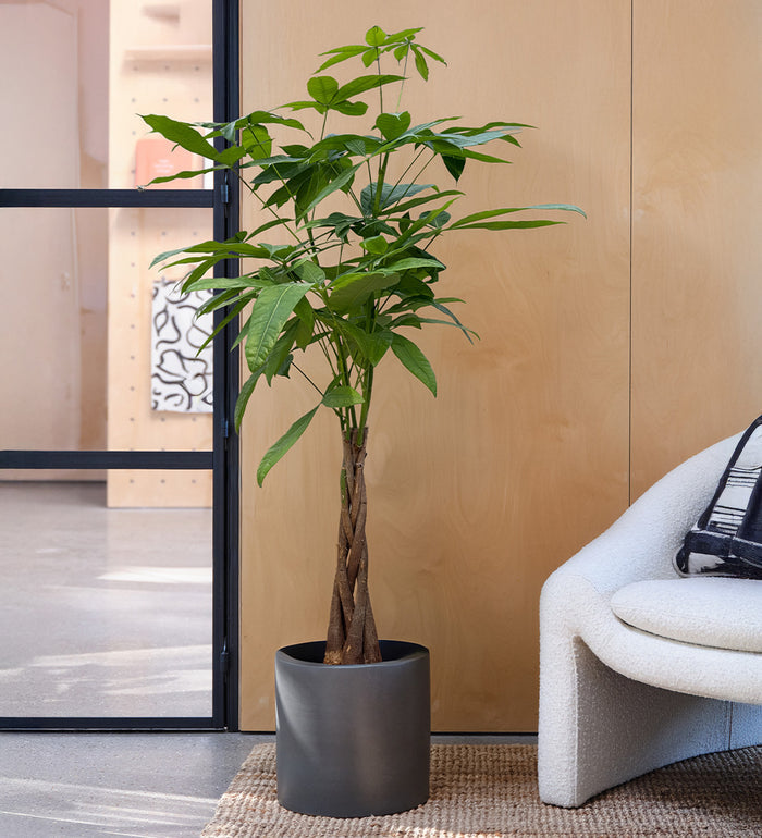 Large Money Tree