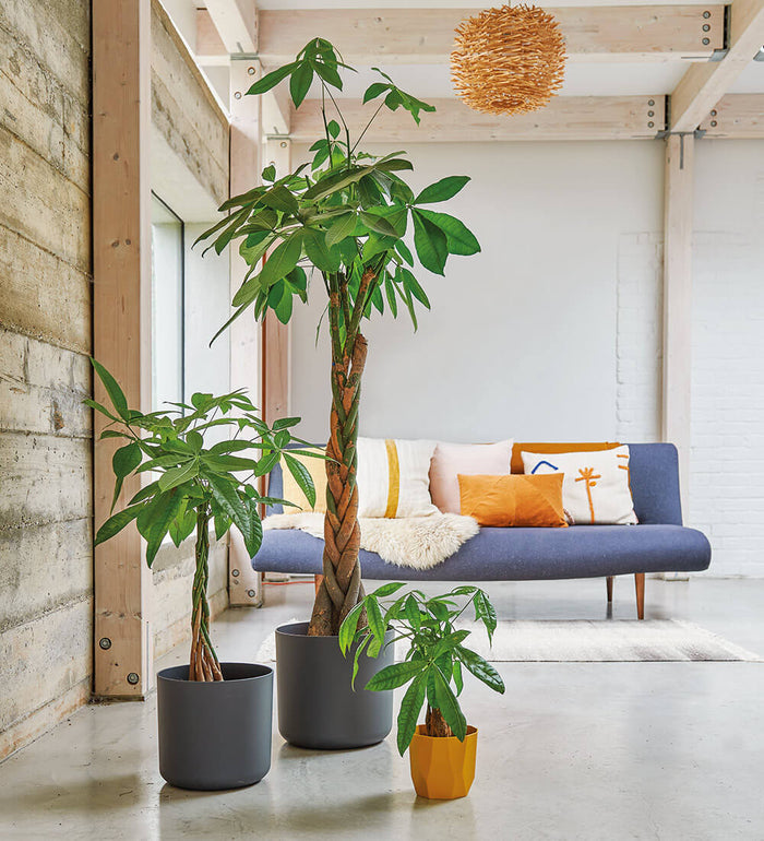 Large Money Tree