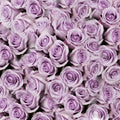 Lavender Roses