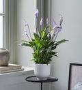 Lilac Peace Lily & Pot