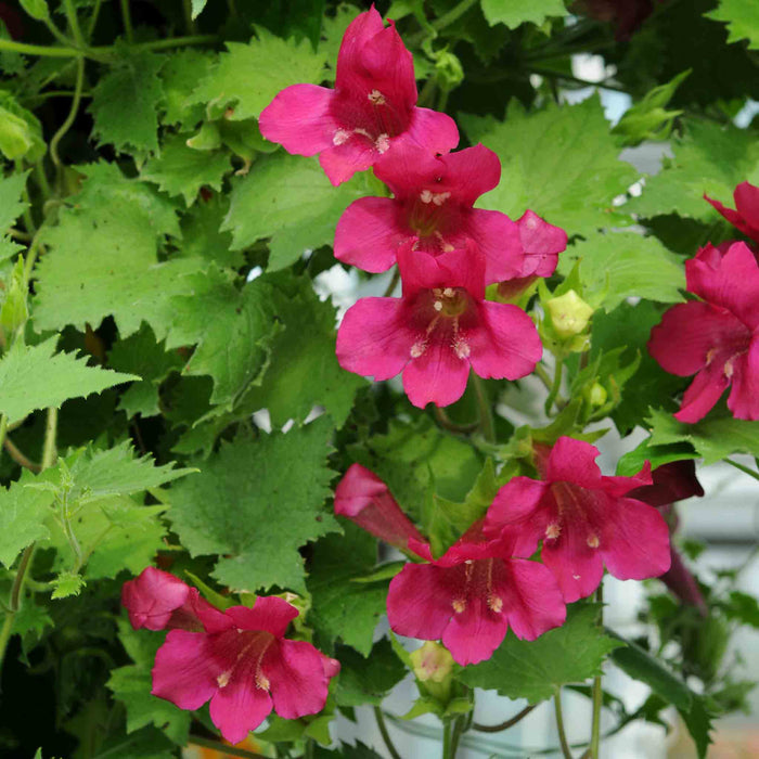 Lofos 'Wine Red'