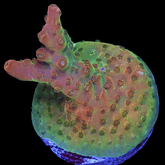 Mango Tango Acropora Coral