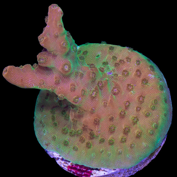 Mango Tango Acropora Coral