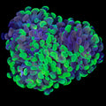 Marbled Branching Hammer Coral - 3 Heads