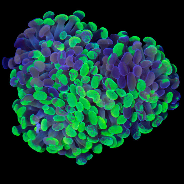 Marbled Branching Hammer Coral - 3 Heads