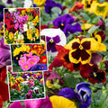A collage of colorful pansies in a garden-style arrangement, with several inset photos showing mixed flower colors including yellow, purple, pink, red, white, and blue-green foliage.