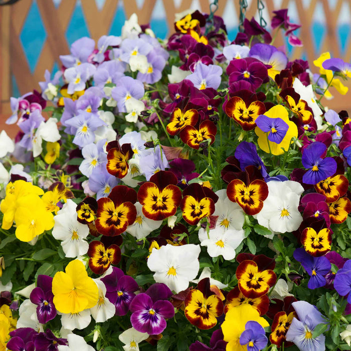 A close-up of a hanging basket filled with mixed pansies in purple, yellow, white, and dark red-brown colors, with green foliage and a blurred wooden fence in the background.