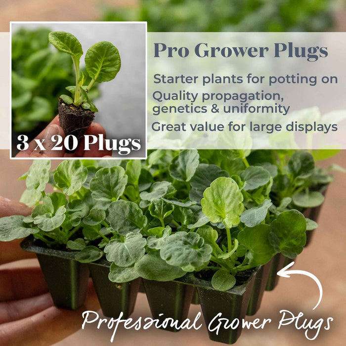 A tray of small green starter plant plugs in black plastic pots, with text overlays reading 'Pro Grower Plugs' and '3 x 20 Plugs'. A hand is holding one of the small plants in the upper left inset, and the background shows more of the same plants in a greenhouse-like setting.