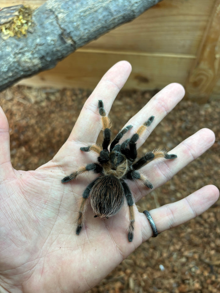 Mexican Red Leg Tarantula