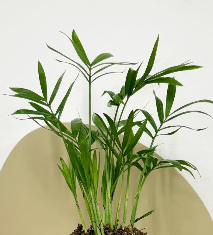 Mini Parlour Palm & Pot