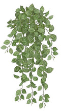 Mini Watermelon Peperomia