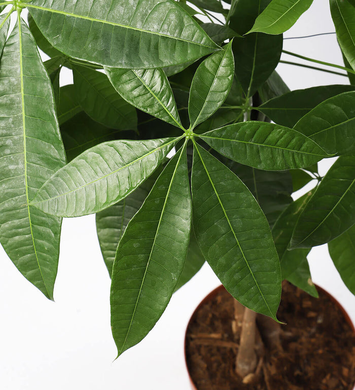Money Tree & Pot