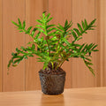 Napa Home & Garden Hare's Foot Fern Drop-In
