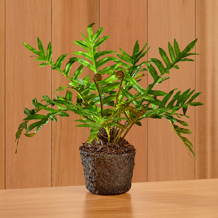 Napa Home & Garden Hare's Foot Fern Drop-In