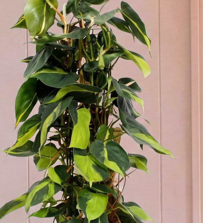 Close-up of Philodendron Brasil heart-shaped leaves with lime variegation