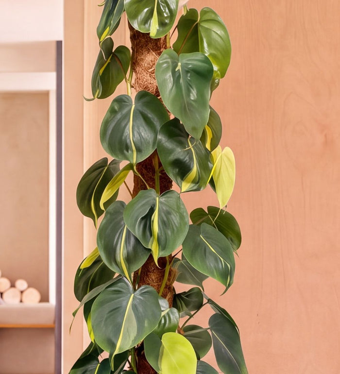 Close-up of Philodendron Brasil variegated foliage on a moss pole