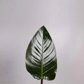 Philodendron Red Beauty - 50 Stem Bunch