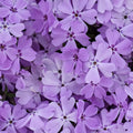 Phlox Lavender - 50 Stem Bunch