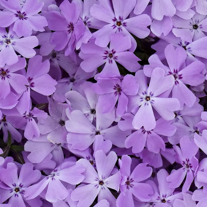 Phlox Lavender - 50 Stem Bunch