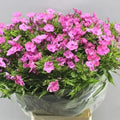 Phlox Pink - 50 Stem Bunch