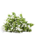 Phlox White - 50 Stem Bunch