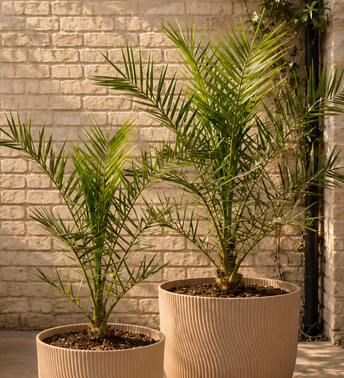 Phoenix canariensis