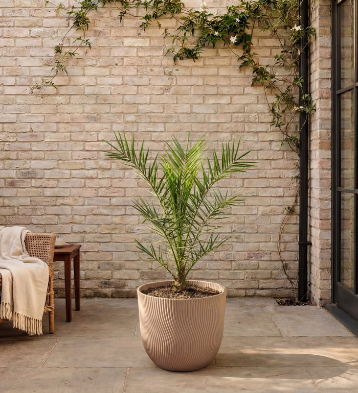 Phoenix canariensis