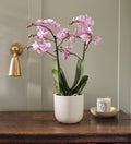 Pink Orchid & Pot