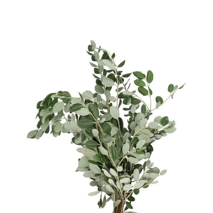 Pittosporum Ralphii - 5 Bunches Holex Dutch