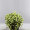 Pittosporum Silver Nigra - 5 Bunches