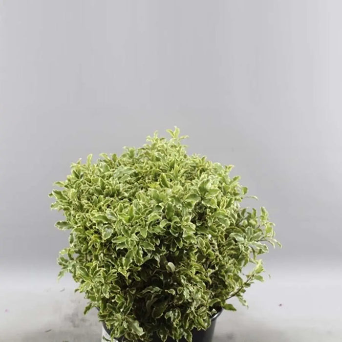 Pittosporum Silver Nigra - 5 Bunches