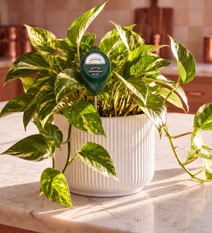 Plant Moisture Meter