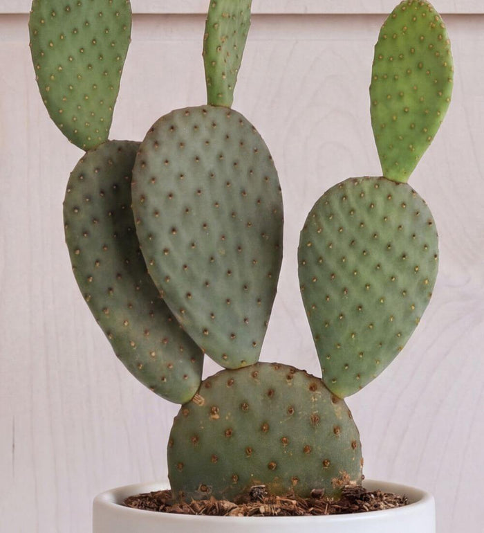 Prickly Pear Cactus