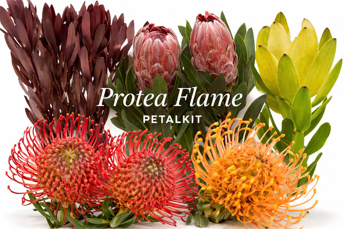 Protea Flame PetalKit