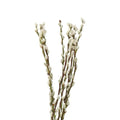 Pussy Willow - 50 Stem Bunch