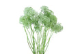 Queen Anne's Lace - 20 Stem Bunch