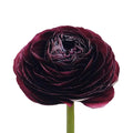 Single burgundy ranunculus shown side-on with dense layered petals in deep wine red, the darkest tone in the kit.