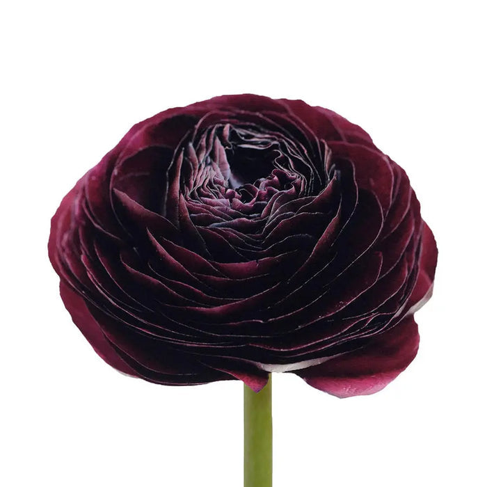 Single burgundy ranunculus shown side-on with dense layered petals in deep wine red, the darkest tone in the kit.