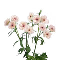 Ranunculus Butterfly Ariadne - 40 Stem Bunch Holex Dutch