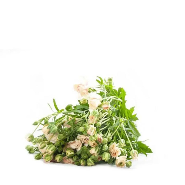 Ranunculus Butterfly Ariadne - 40 Stem Bunch