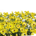 Ranunculus Butterfly Phytalos - 40 Stem Bunch