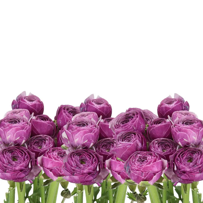 Ranunculus Cloony Antoine - 50 Stem Bunch Holex Dutch