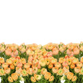 Ranunculus Cloony Blushing Pascal 40cm - 50 Stem Bunch Holex Dutch