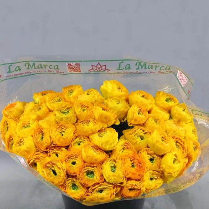 Ranunculus Cloony Ceres 40cm - 50 Stem Bunch