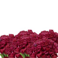 Ranunculus Cloony Cherry 40cm - 50 Stem Bunch Holex Dutch