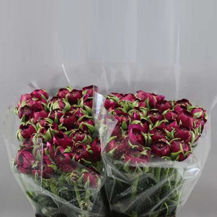 Ranunculus Cloony Cherry 40cm - 50 Stem Bunch Holex Dutch