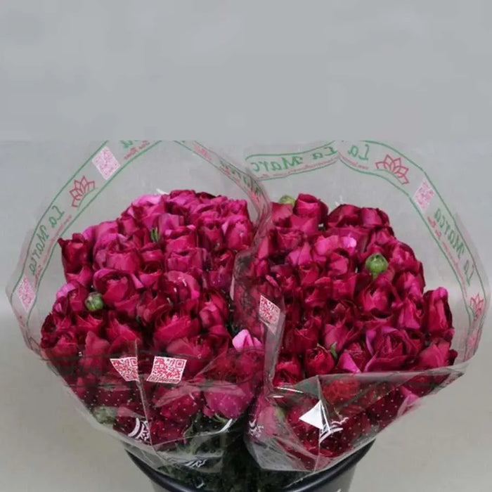 Ranunculus Cloony Cherry 40cm - 50 Stem Bunch