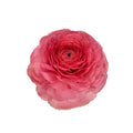 Ranunculus Cloony Fragolino 40cm - 50 Stem Bunch Holex Dutch
